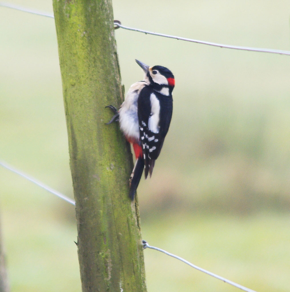 great spotted woodpecker
