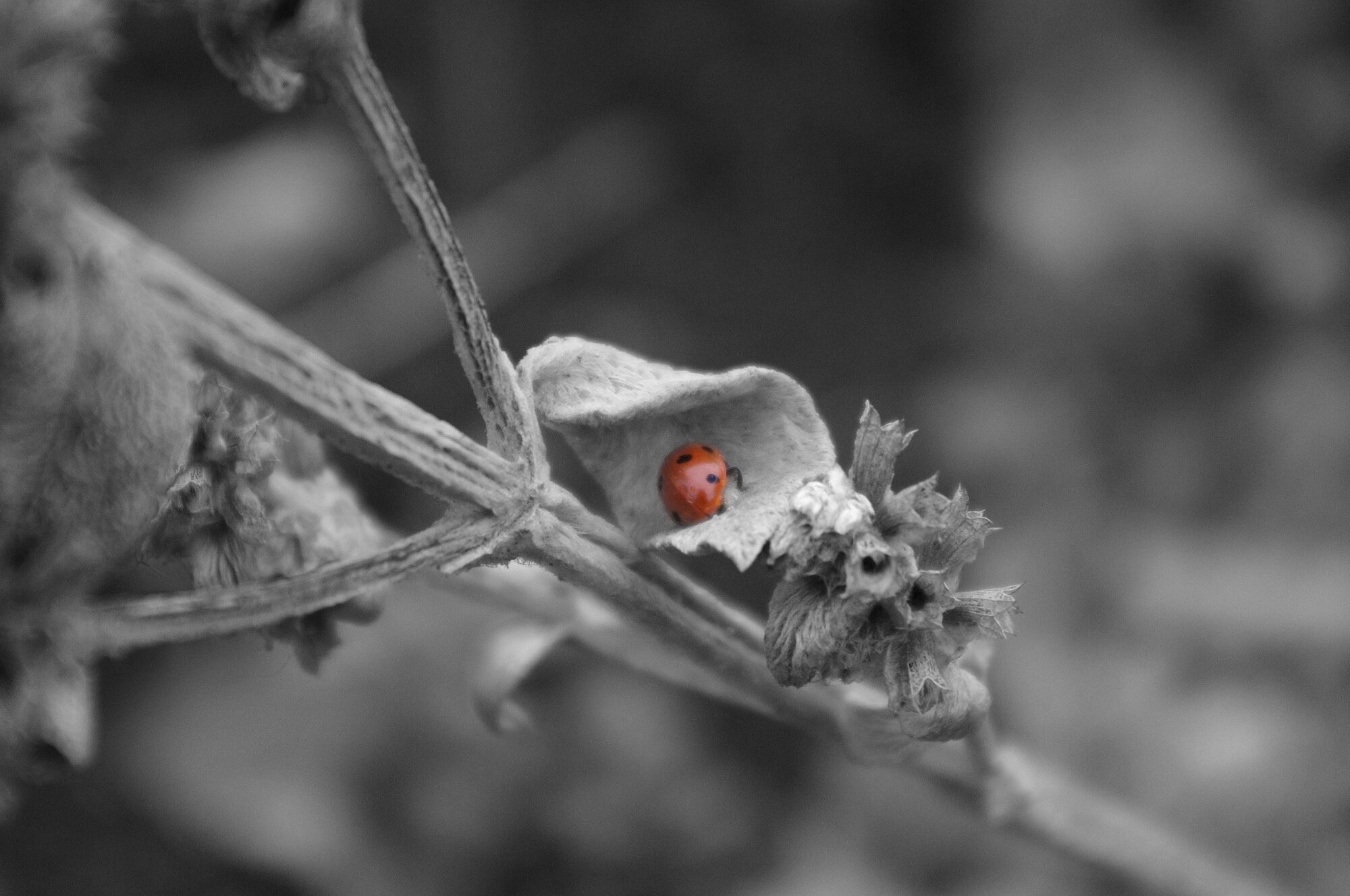 Ladybird