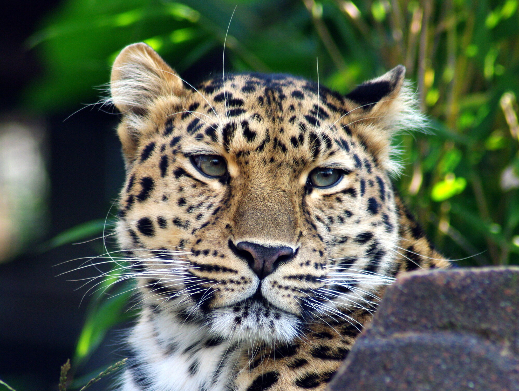 Leopard