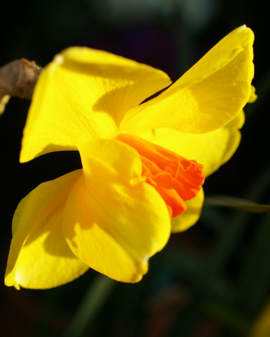More Daffodils,