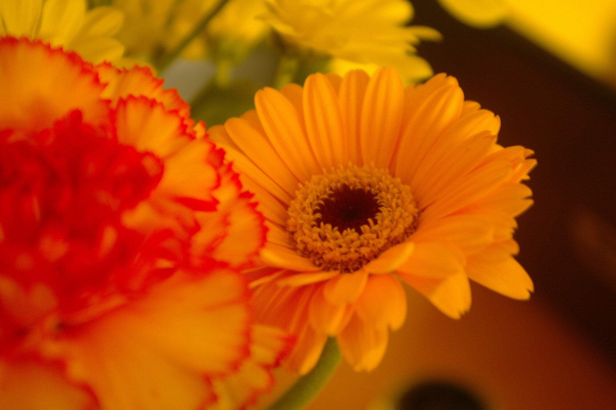 Orange Gerbera and carnation
