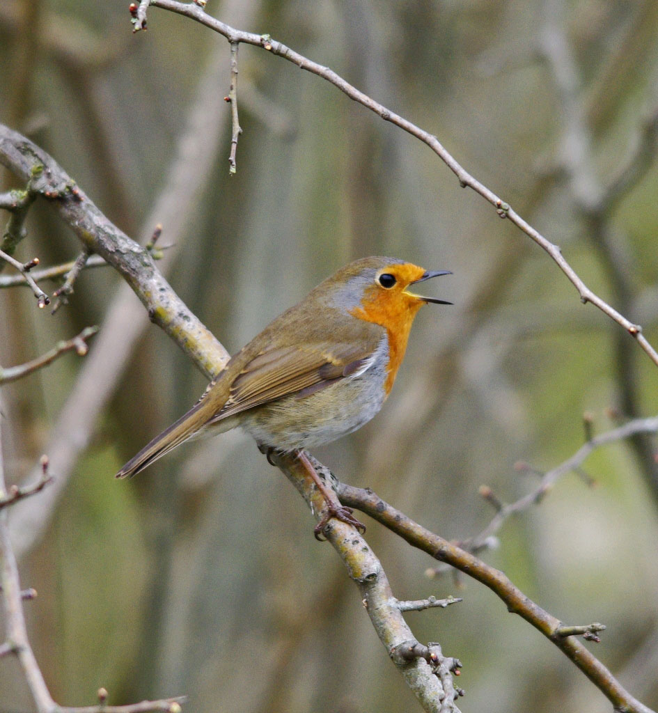 robin
