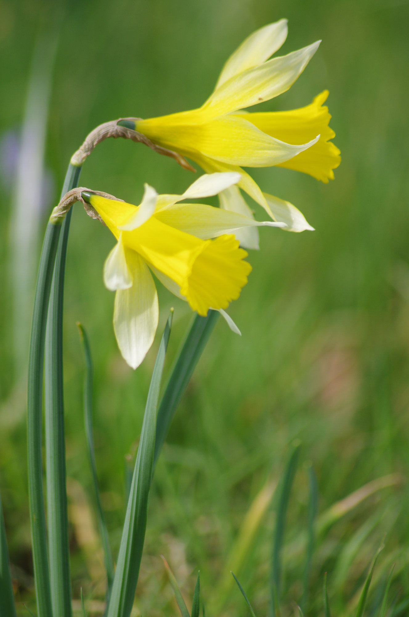 Spring is here