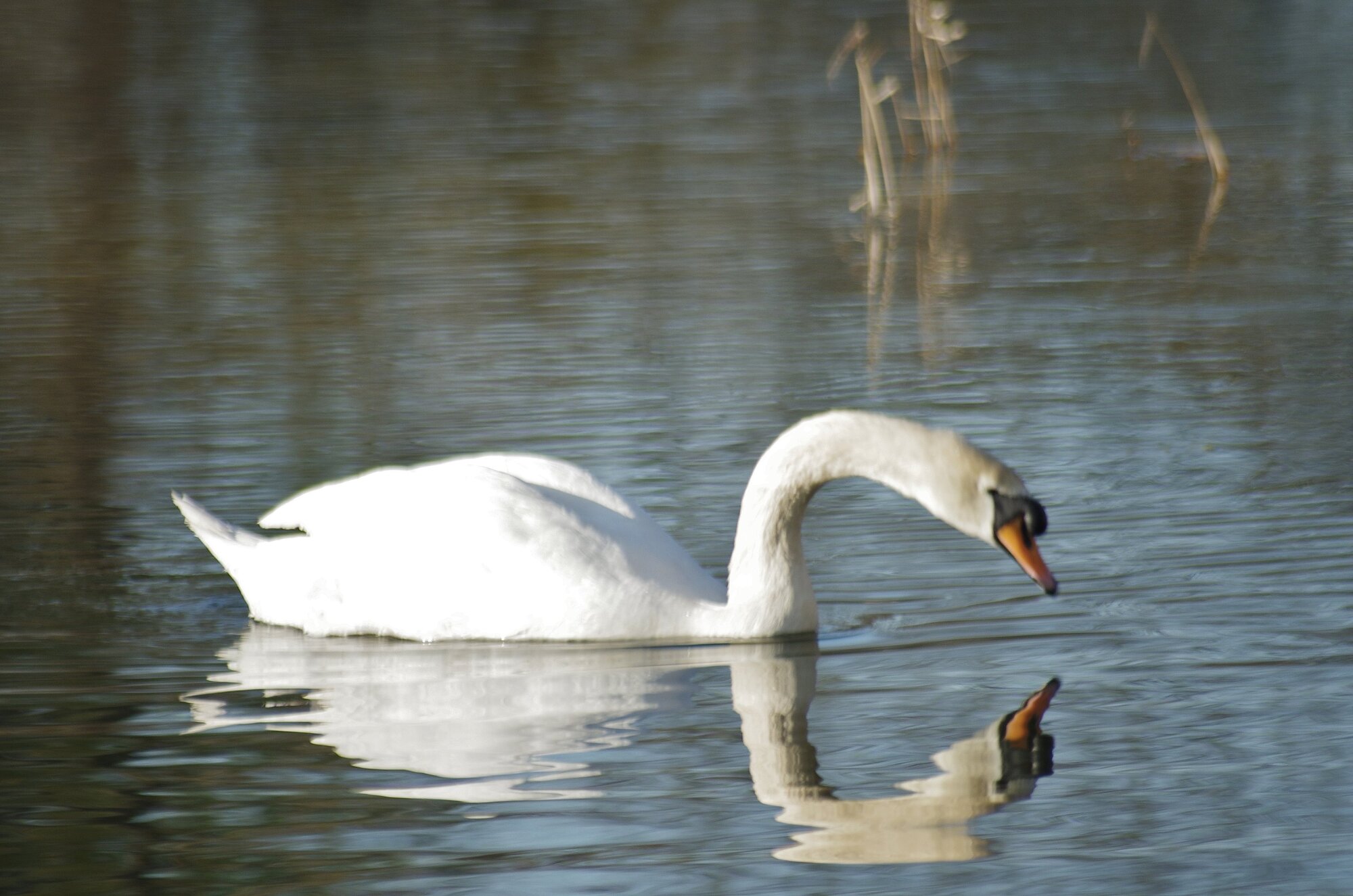 Swan