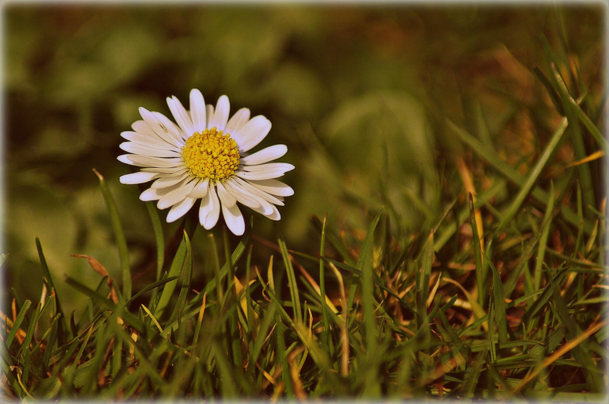 The first Daisy