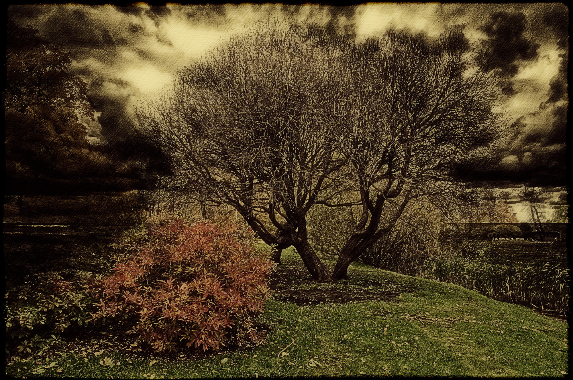 Tree without   flowers.