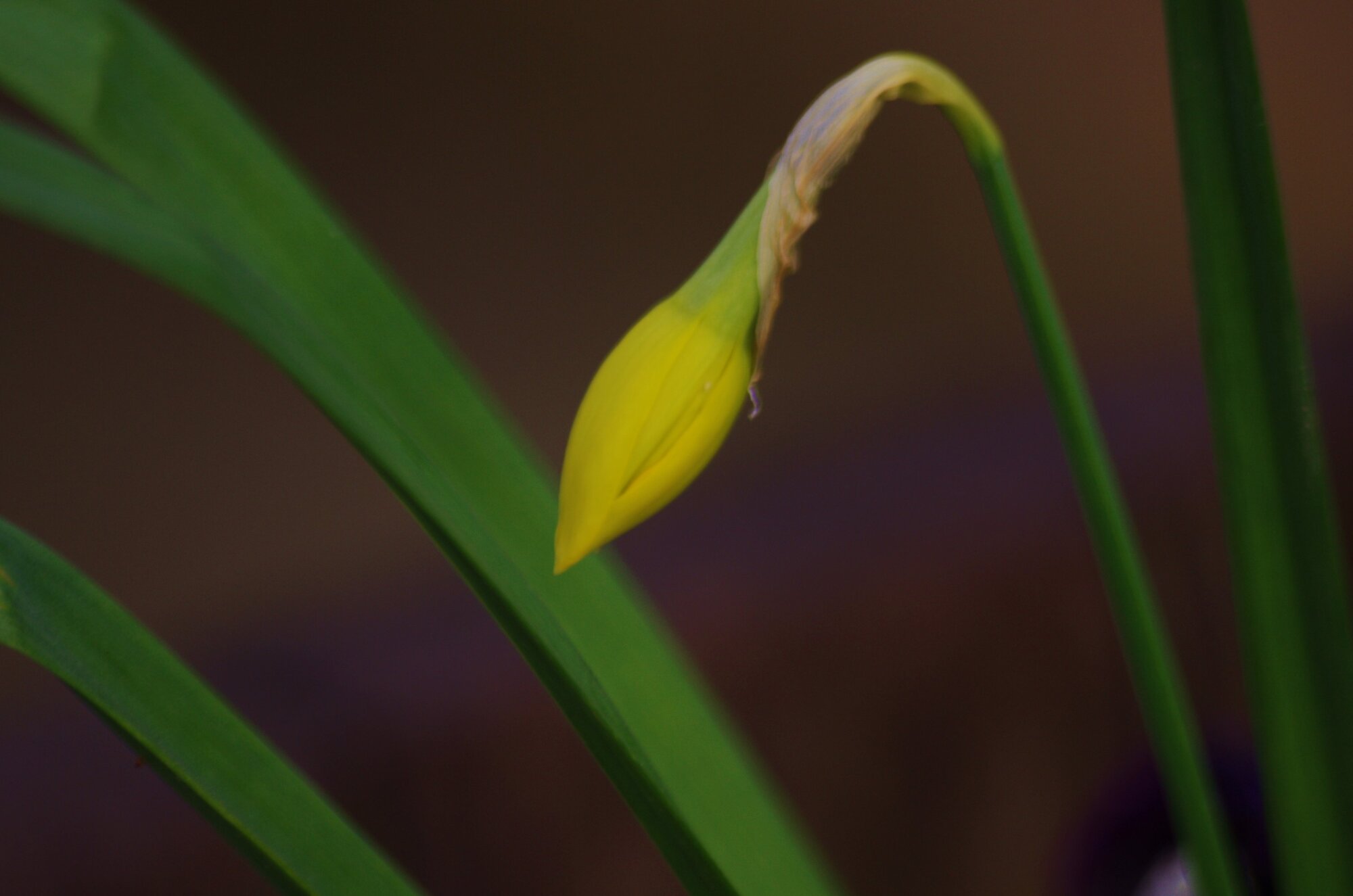Waiting to Bloom