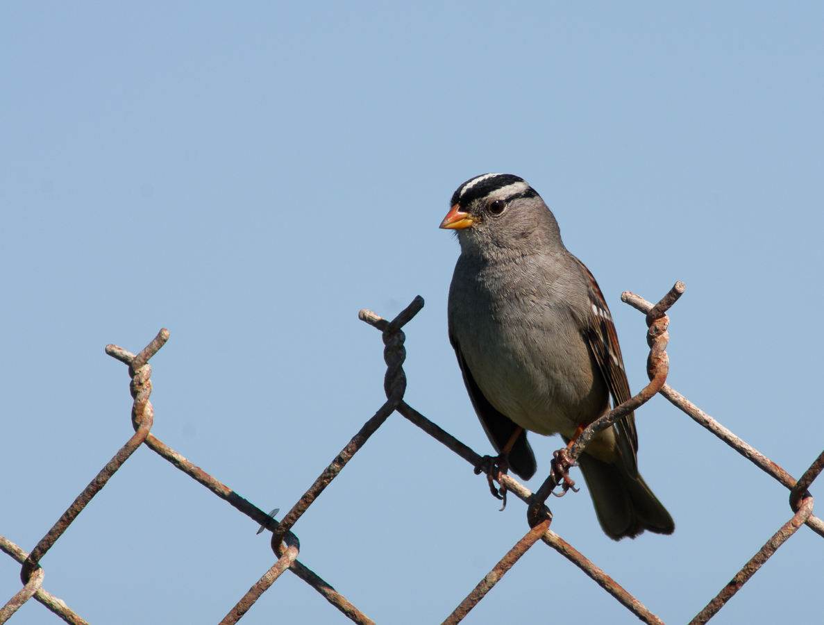 White-crested Sparrow