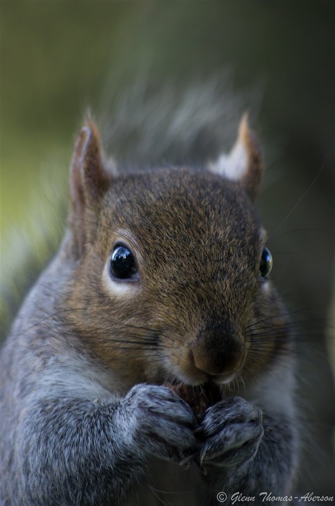 Alfred the squirrel