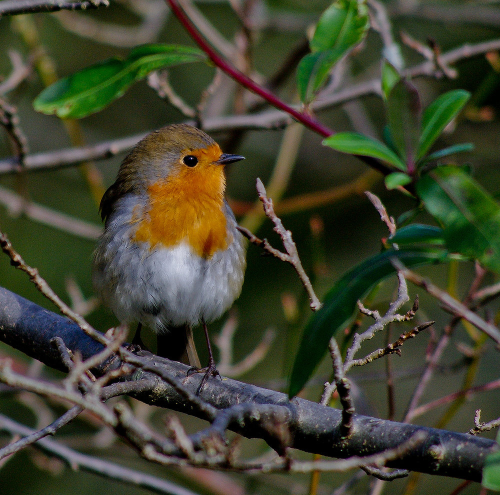 Another Robin !