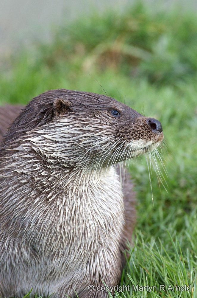 Captive Otter - DA*300mm