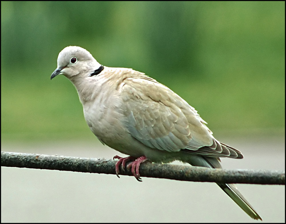 Collared Dove