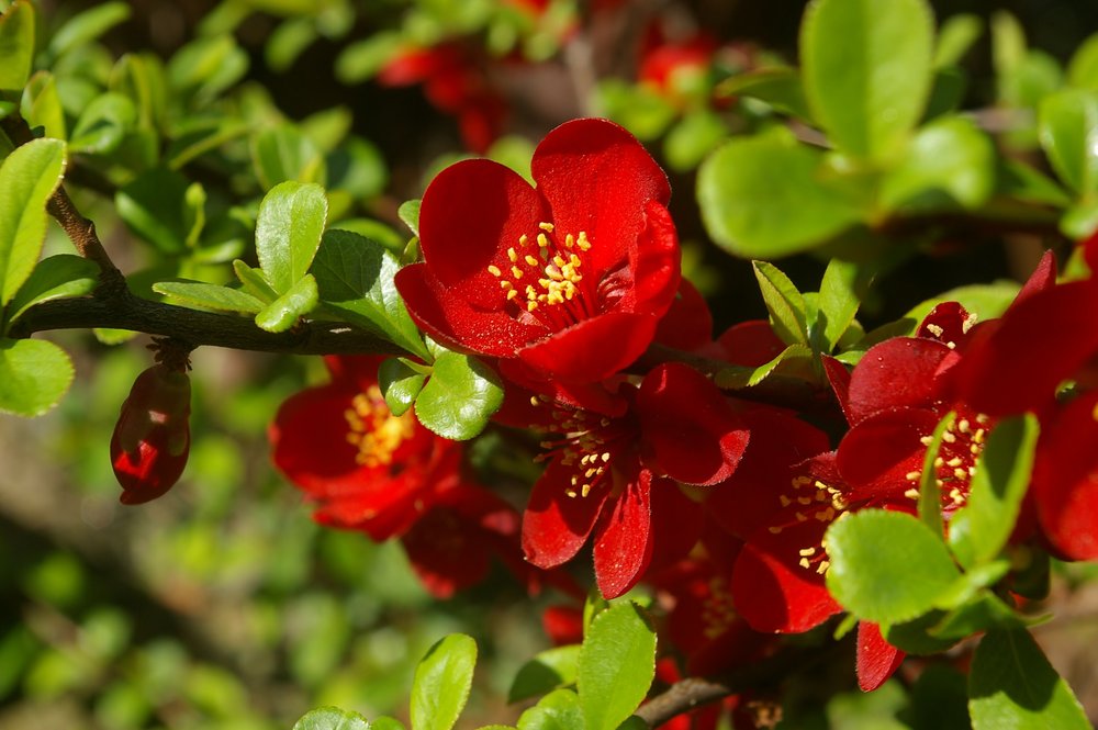 Crimson and gold, Chaenomeles