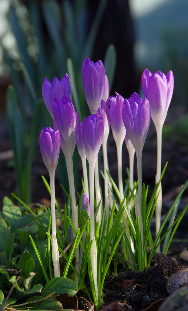 Crocus