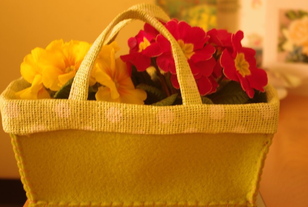 Cute basket of Primulas,