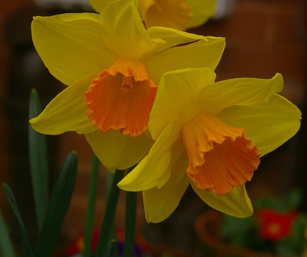 Daffodils taken with Pentax 1st DSLR
