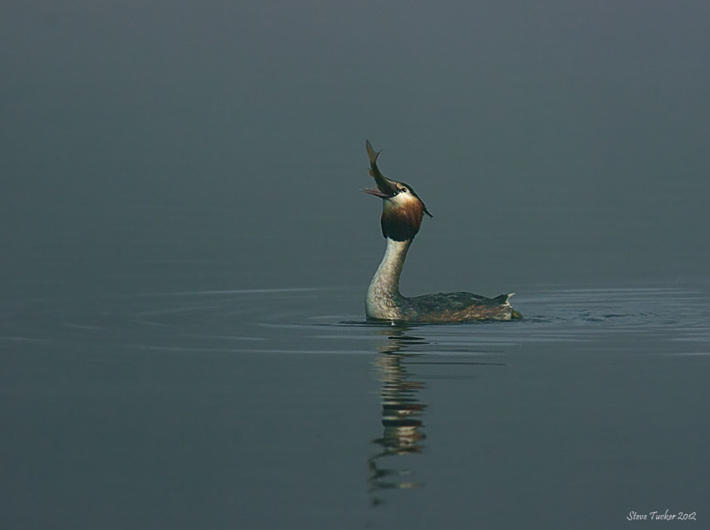 Great Crested Grebe