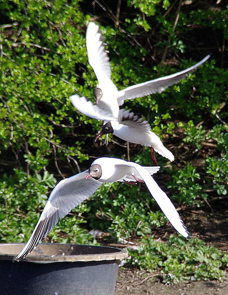 Gulls in flight.