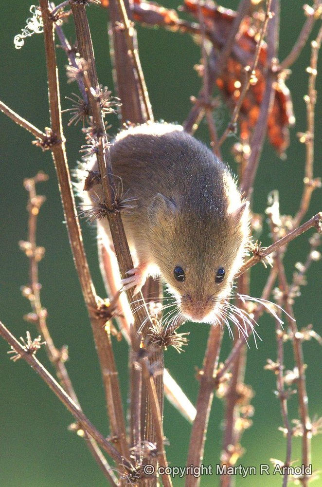 Harvest Mouse (captive)