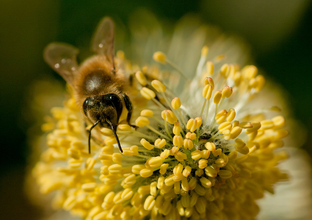 Hungry Bee
