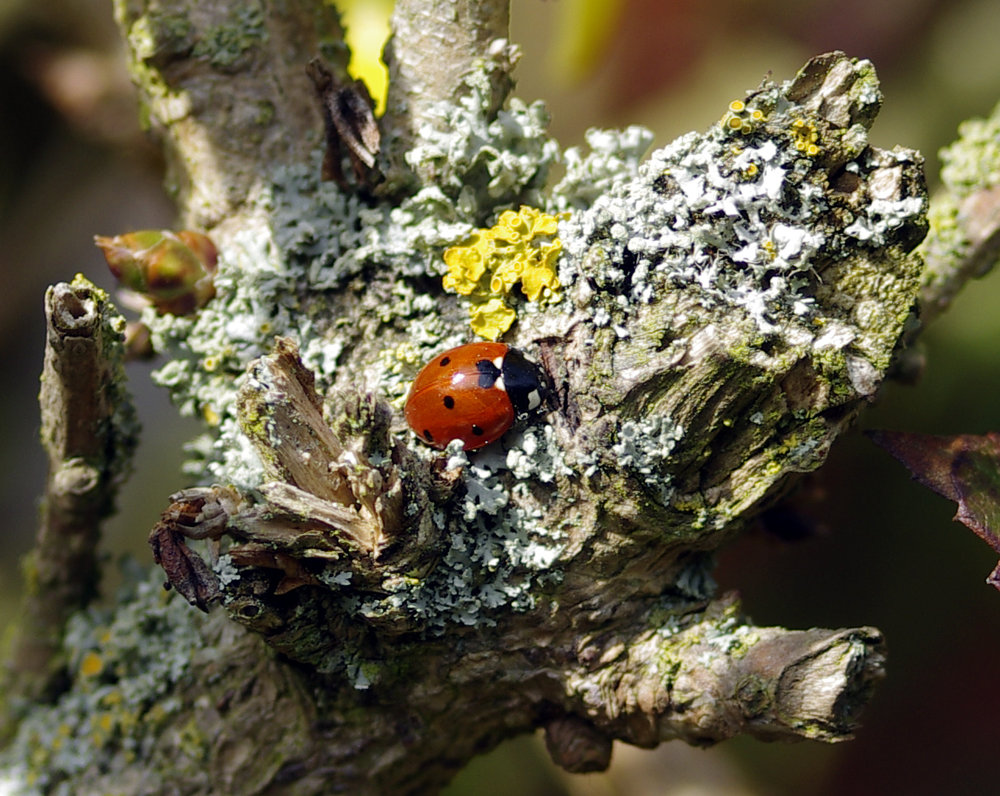 Ladybird