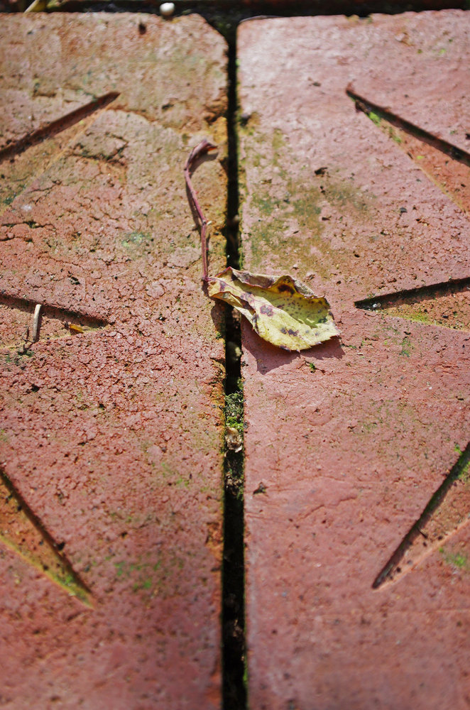 Leaf on paving.