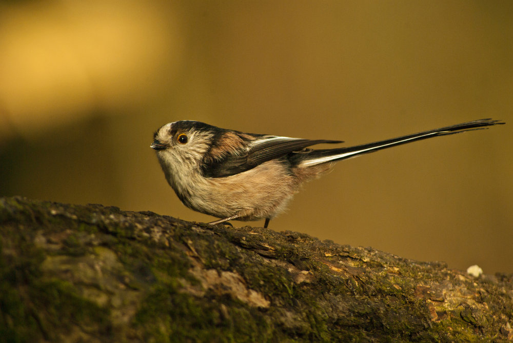 Long-tailed Tit