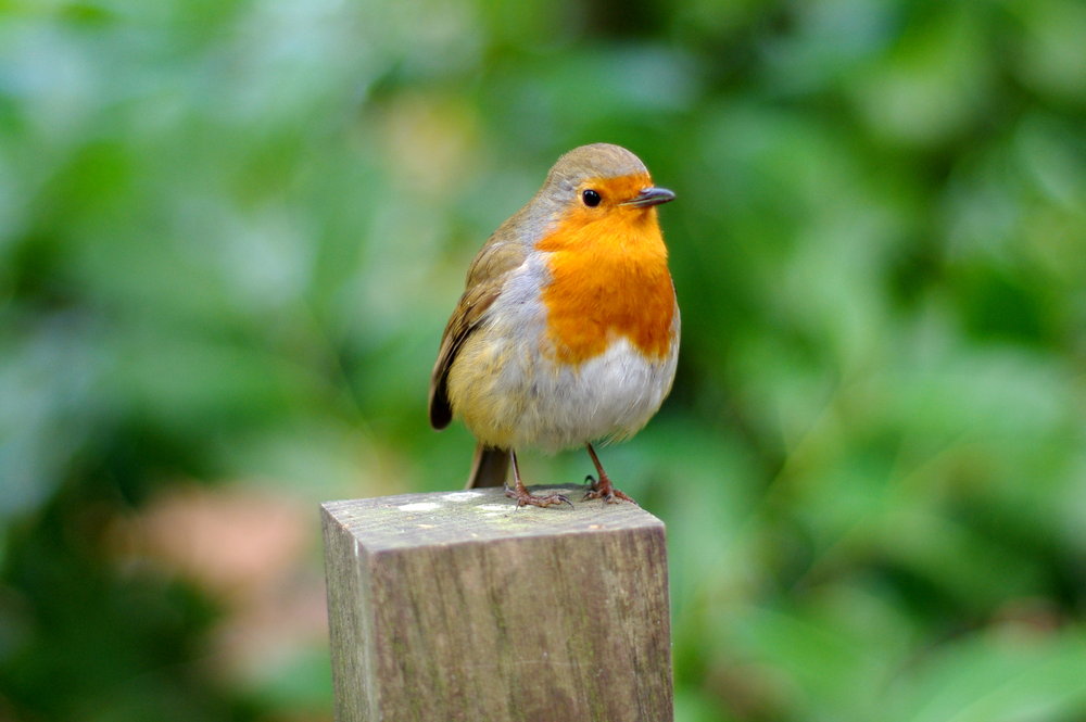 Posing Robin
