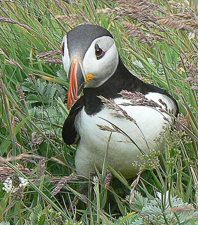 Puffin in the Grass