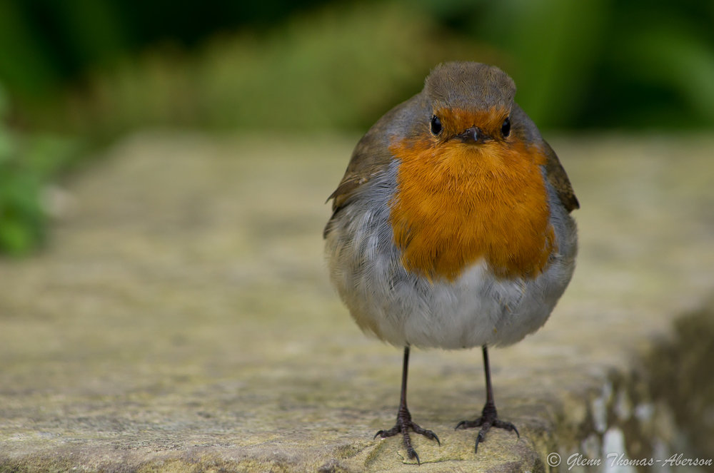 Robert the robin