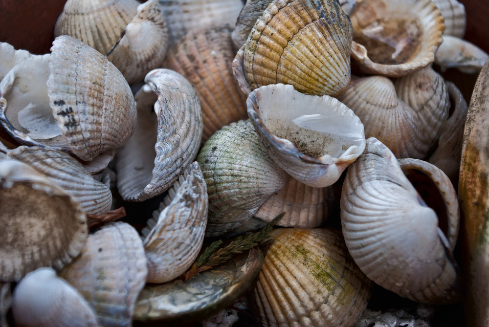 Shells