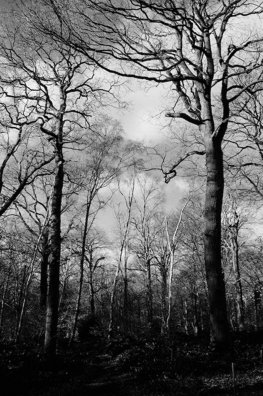Sherrardswood trees