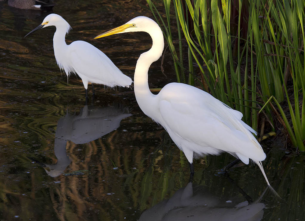 Snowy and Great Egrets