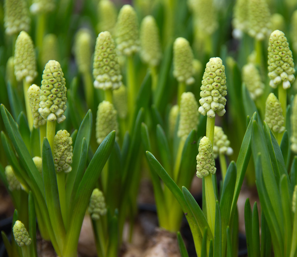 Spring