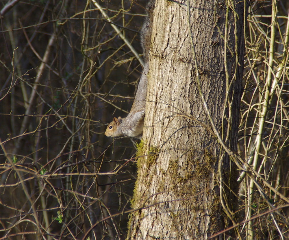 squirell