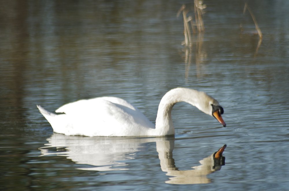 Swan