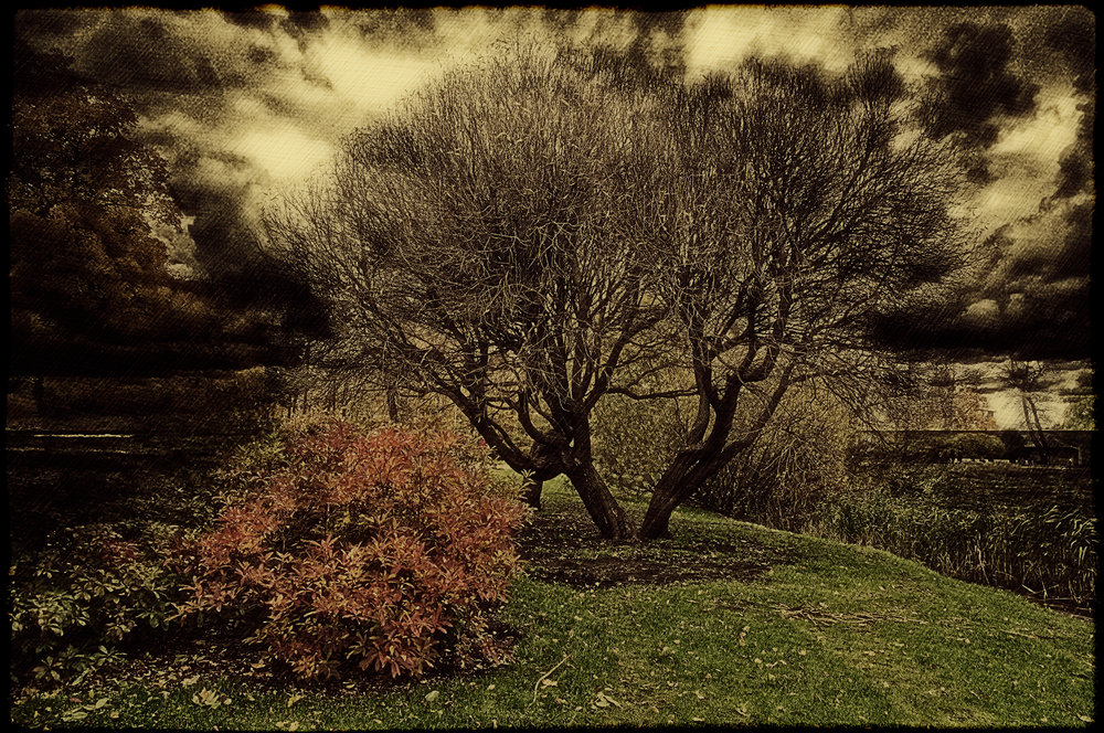 Tree without   flowers.
