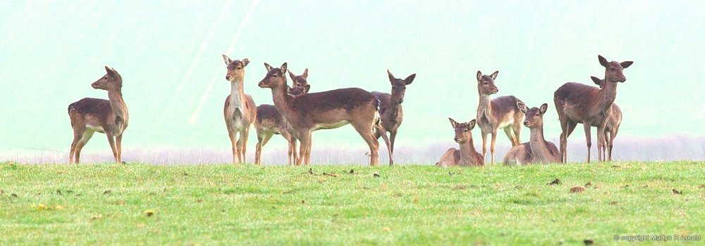 Wild Fallow Deer