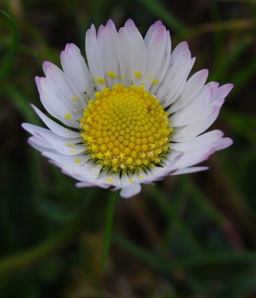A flower