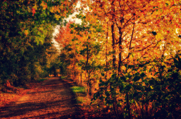 Autumn Path