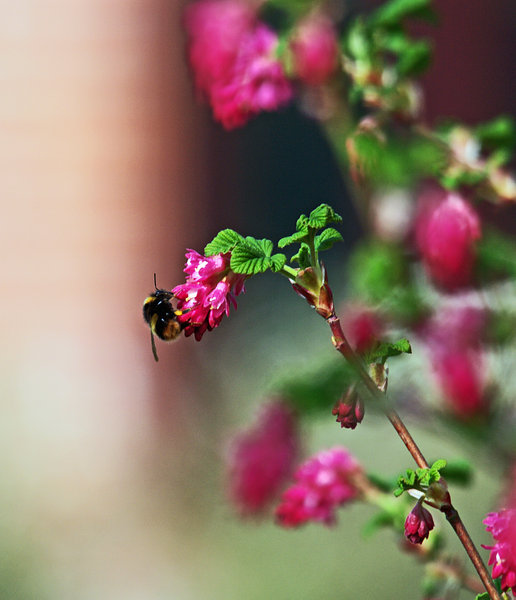 Bee on Flowering Currant