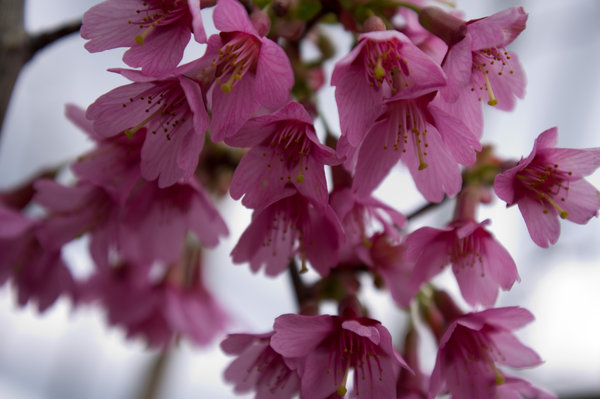 Blossom