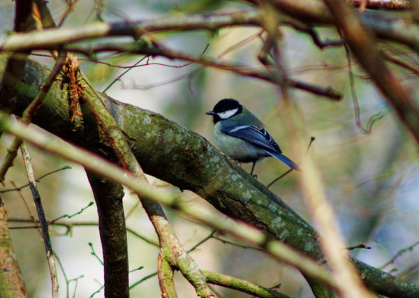 Great  tit