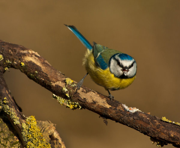 Blue Tit