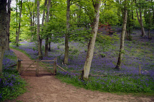 Bluebell wood, 2011