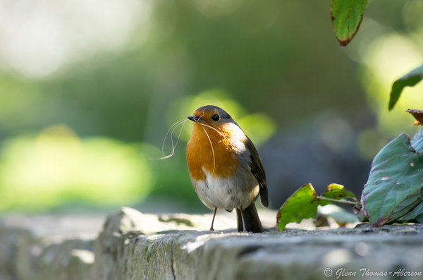 Busy Robin