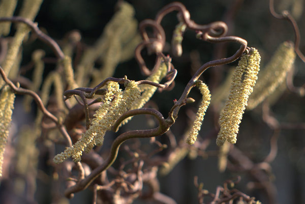 Catkins a-blowing..