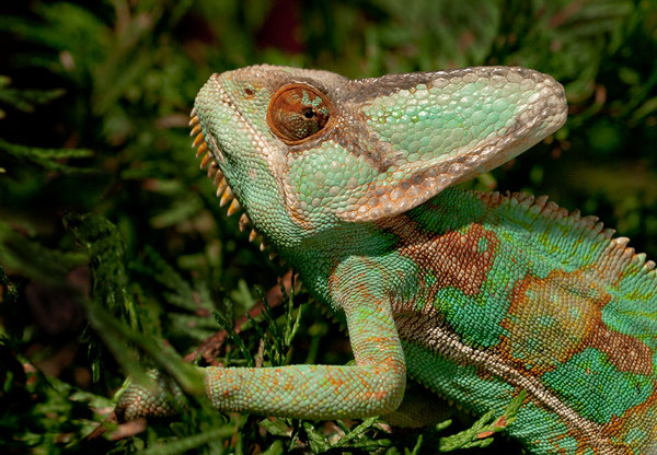 Chameleon