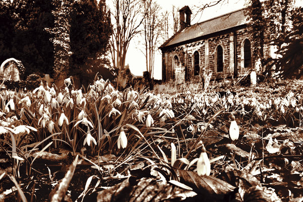 Church Yard Snow Drops