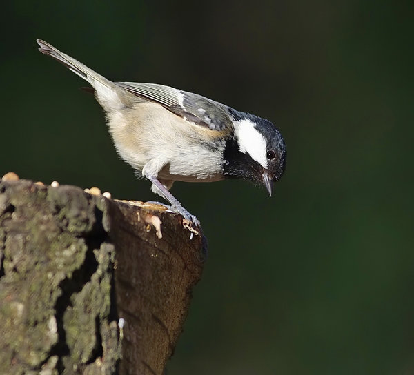 COAL TIT
